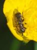 Eumerus sp.
